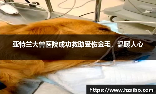 亚特兰大兽医院成功救助受伤金毛，温暖人心